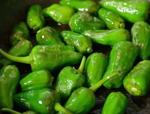 tapas pimientos de padron