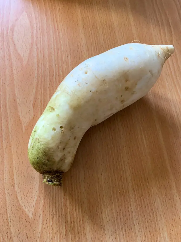 radis daïkon