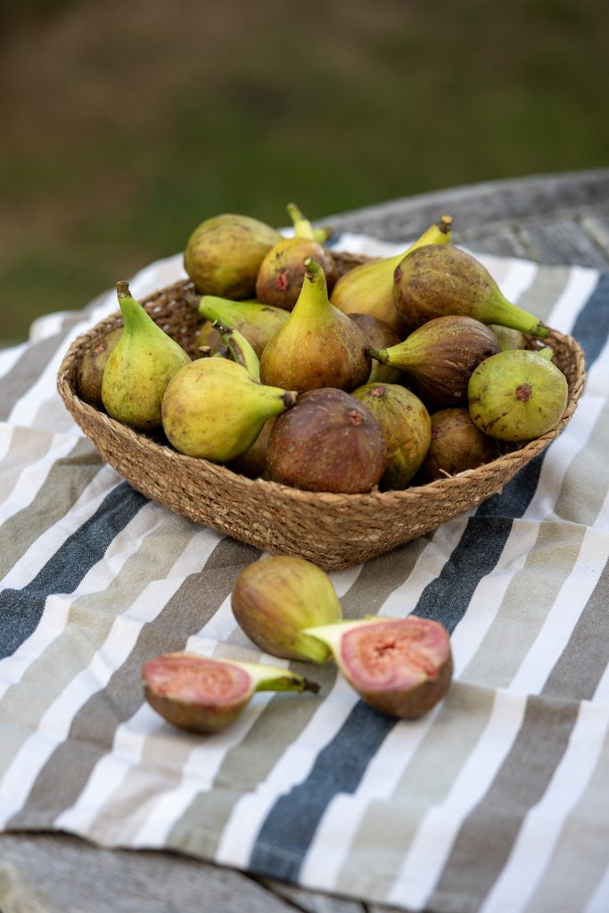 figues Bretagne